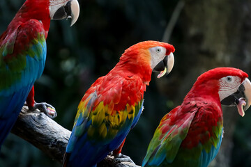 Close up haed the red macaw parrot bird in garden at thailand.
