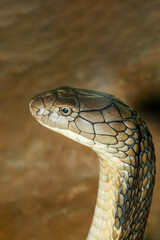 Close up head king cobra is dangerous snake at garden thailand