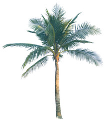 Isolated coconut tree on transparent background