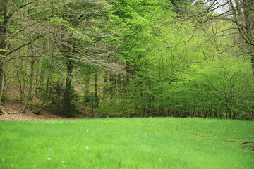 Temperate forest edge with spring meadow vegetation