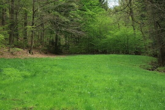 Temperate forest glade with lush herbaceous understory and encircling deciduous canopy
