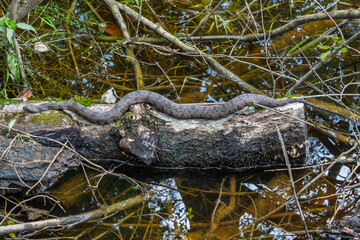 Cottonmouth snake Water Moccasin