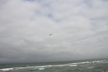 Vogel über dem Meer