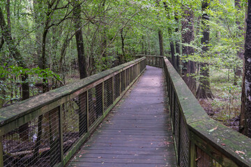 Boardwalk Trail at Congaree National Park SC