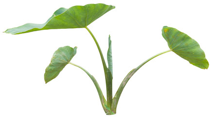 Isolated taro plant (Colocasia esculenta) with large green elephant ear leaves on transparent background.