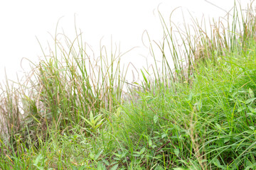 Wild grass on roadside slope isolated on white background