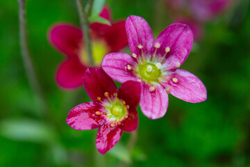 Rich red and pink flowers. Saxifraga x arendsii Marto Rose an evergreen perennial alpine garden plant, macro
