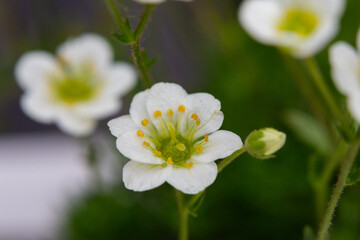 Meadow saxifrage or Saxifraga granulata, a specie of flowering plant photographed near a small...