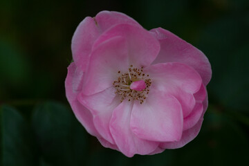 Pink rosehip flower on bush on sunny summer day. Blooming rosehip. Pink petals with many yellow stamens of blooming flower rosehip on a bush branch with green leaves.