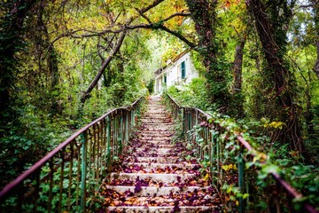 Obraz premium Autumnal stairs through a lush forest
