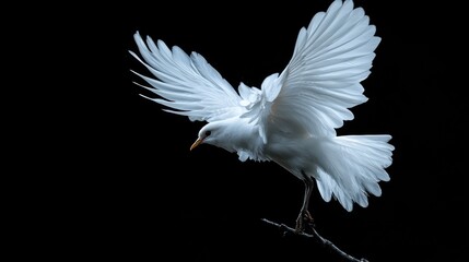 Obraz premium White bird in flight against black background