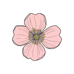 A delicate pink dahlia blossom, isolated against a pure white background, is a beautiful floral vector illustration