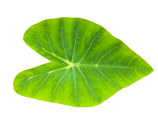 Fototapeta premium Taro Leaf Collection Isolated on White Background