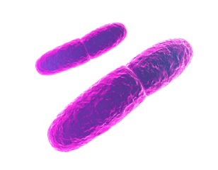Human Mitochondria Illustration, Isolated on Transparent Background PNG