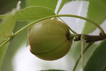 Pignut Hickory Nut 02