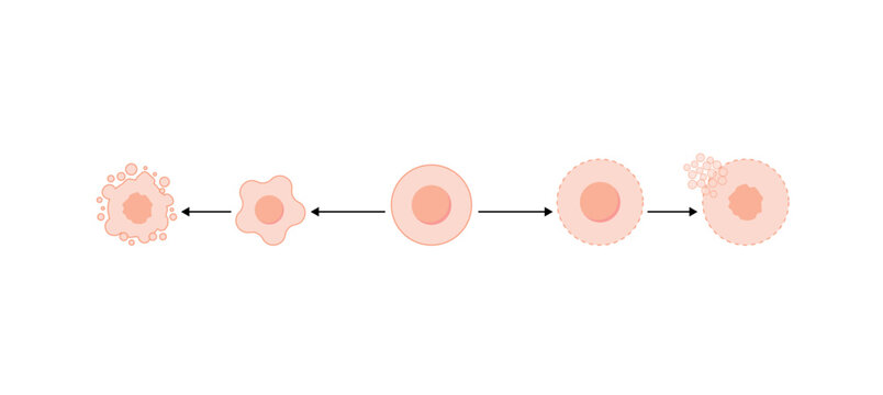 Apoptosis and necrosis of normal cell. cell death labeled outline diagram. Vector illustration.	