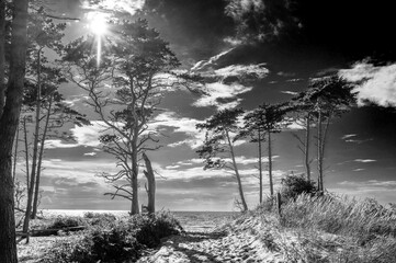 Der Dar&szlig;wald auf dem Dar&szlig; in Schwarzwei&szlig;