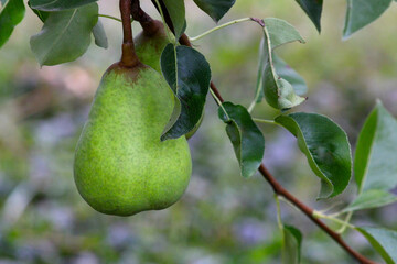 Pear on Tree 02