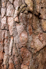 Tree bark texture close-up, pine bark