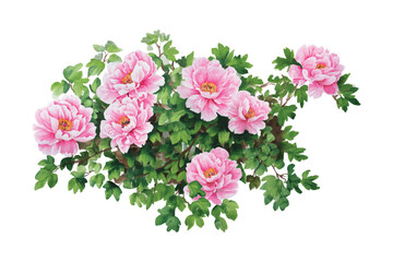 Watercolor peonies arrangement with green leaves on transparent background. Floral design element for invitations, cards, posters, and other creative projects.