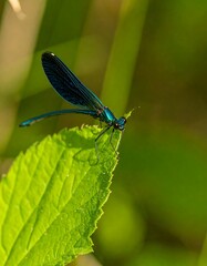 Vibrant dragonfly on a leaf