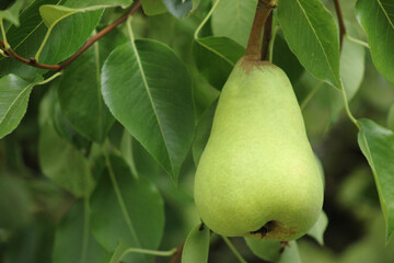 Pear with Leaves 04