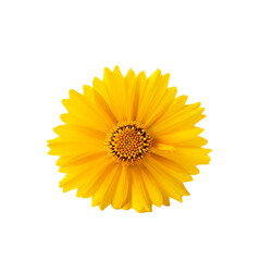 Fototapeta premium Bright Yellow Daisy Flower Close Up Isolated on Black Background for Spring Design