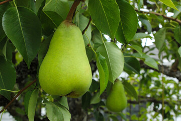 Pear with Leaves 10