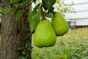 Pear Pair 01