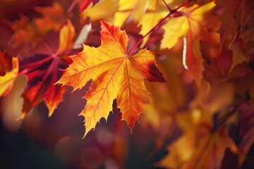 Fototapeta premium Background showing autumn maple leaves scattered in golden yellow, burnt orange, and deep red tones, captured with crisp texture, ultra-realistic macro photography, and soft natural lighting