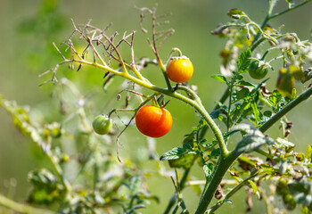Tomato is hanging from a plant