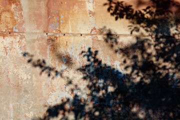 A shadow of a tree is cast on a wall