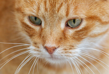 A cat with a green eye and orange fur