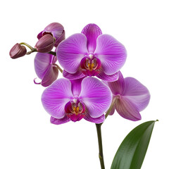 Obraz premium Beautiful Purple Orchid Flower Isolated on Black Background for Floral Design and Botanical Use