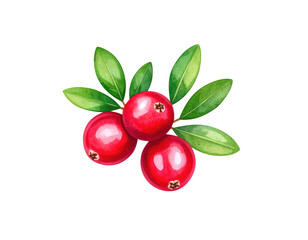 Cranberry red fruit green leaf watercolor botanical fresh natural isolated healthy vibrant juicy organic ripe food diet nutrition ingredient