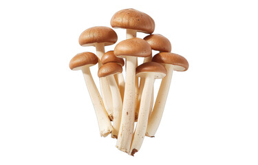 Fototapeta premium Fresh mushrooms isolated on a transparent background