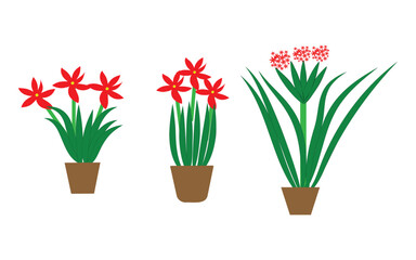 Red potted flower plants on white background