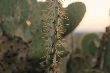 Prickly pear cactus during sunrise in New Mexico nature.