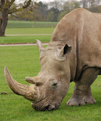 Obraz premium White Rhinoceros