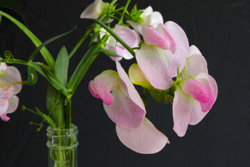Sweet Pea Blossom Cluster 06