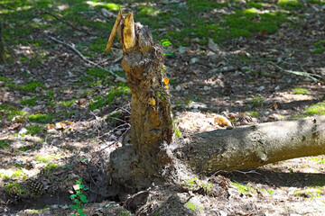 A pine tree was blown over by the wind and its roots were torn out of the ground in a forest near the village of Wilga in Poland