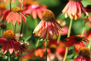 Echinacea purpurea. Flower plant commonly known as coneflower.