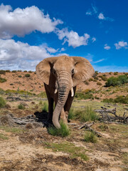 African Elephant Looking at Camera