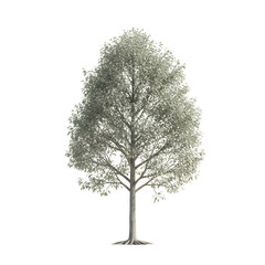 Obraz premium Lush Green Tree Isolated on Black Background Perfect for Landscape Design and Nature Themes