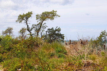 A variety of wild plants grow on the sandy dunes along the Baltic Sea coast in Mielno, Poland