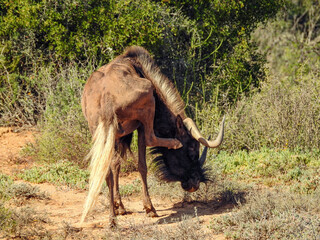 Black Wildebeest Scratching