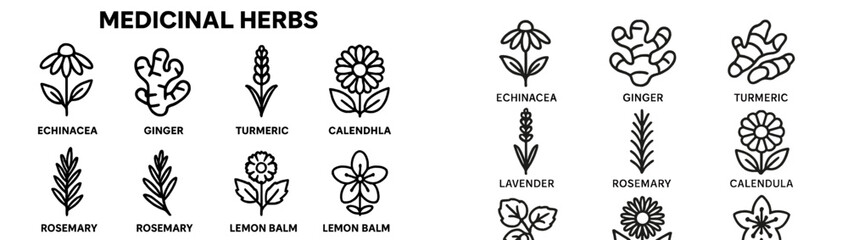 Exploring the variety of medicinal herbs like echinacea ginger and turmeric in a detailed botanical illustration © PAPA STOCK