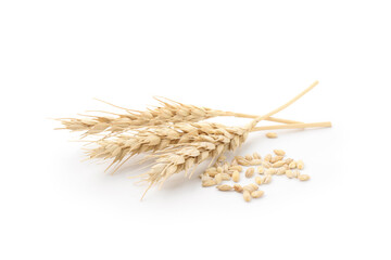Wheat spikes and grains isolated on white