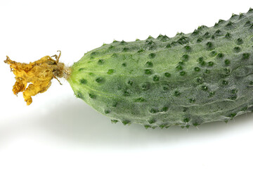 Close-up of a fresh, green cucumber with a rough texture and a dried flower end. Isolated on a white background.