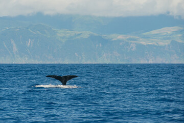 Tail of a sperm whale that dives into the waters. San Miguel, Azores © Majopez